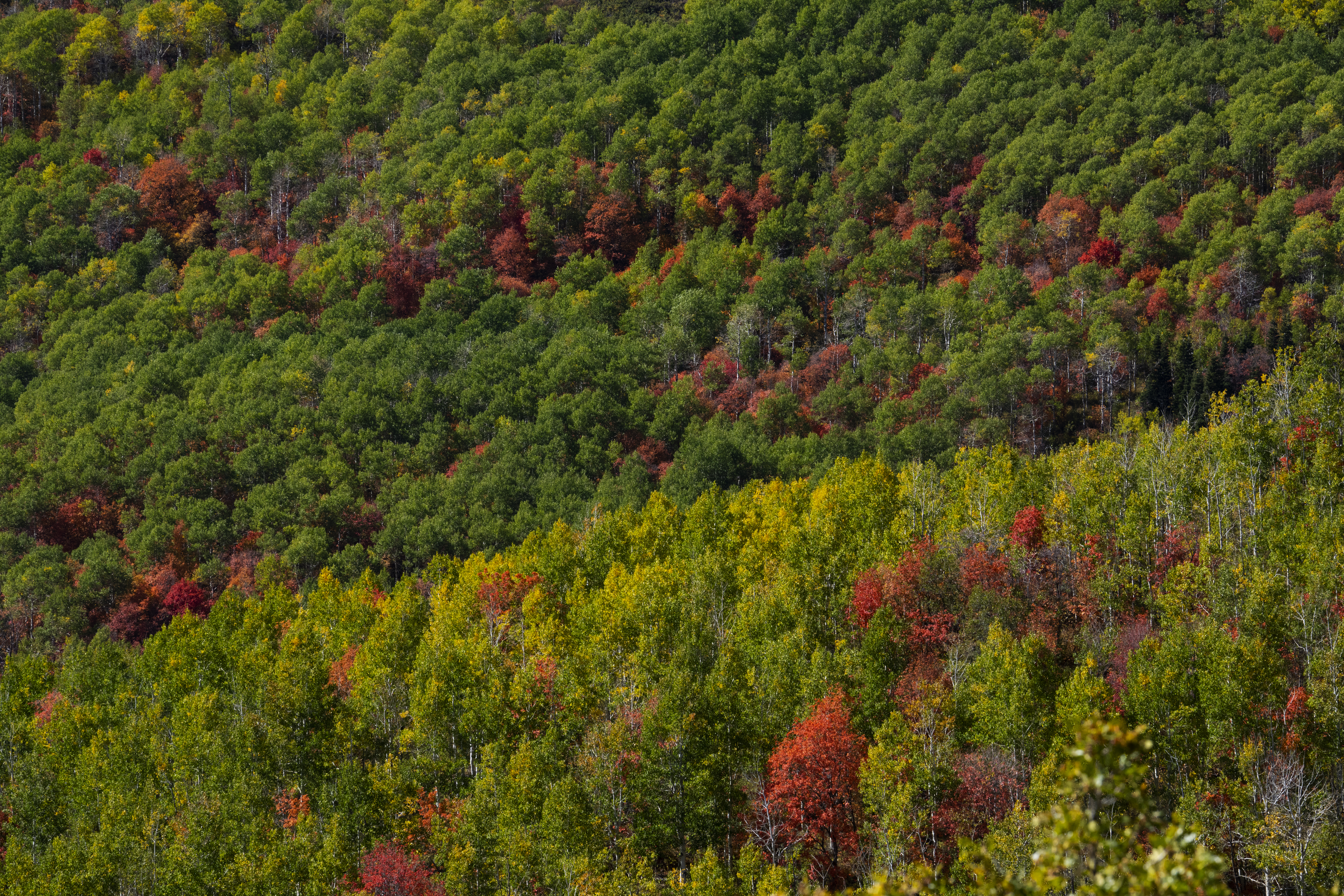 Dense forest canopy with green, yellow and autumn foliage, representing environmental stewardship.